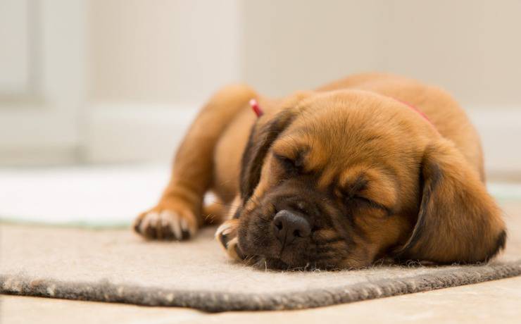 dove far dormire il cane
