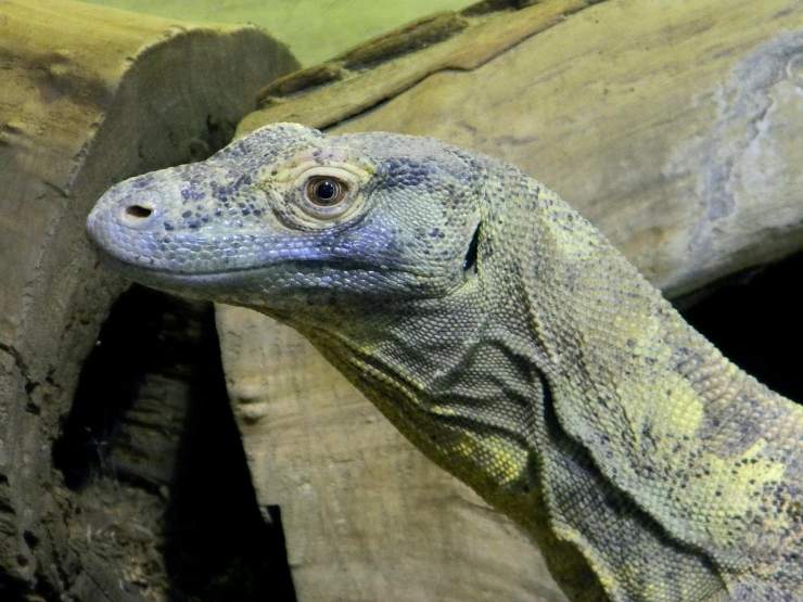 Drago Komodo