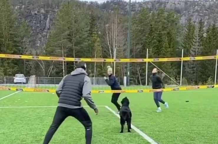 Il cane attento durante la partita (Foto video)