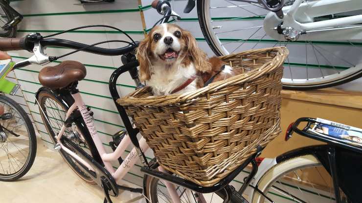Cane ideale