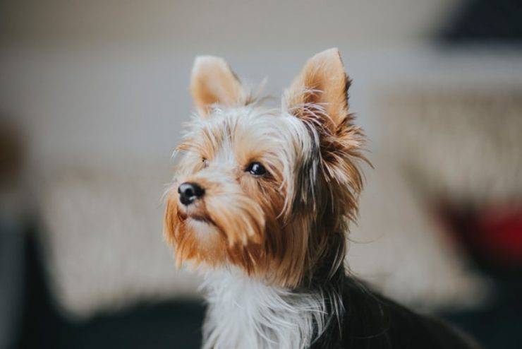 yorkshire terrier