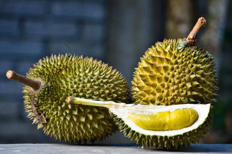 durian curiosità sugli oranghi