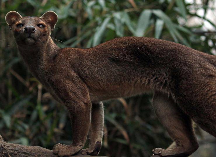 fossa flickr madagascar