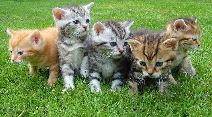 razze di gatti