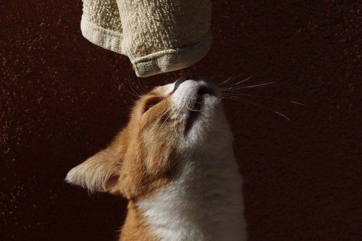 gatto annusa