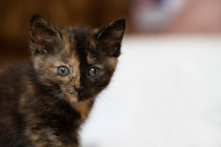 gatto chimera bifronte