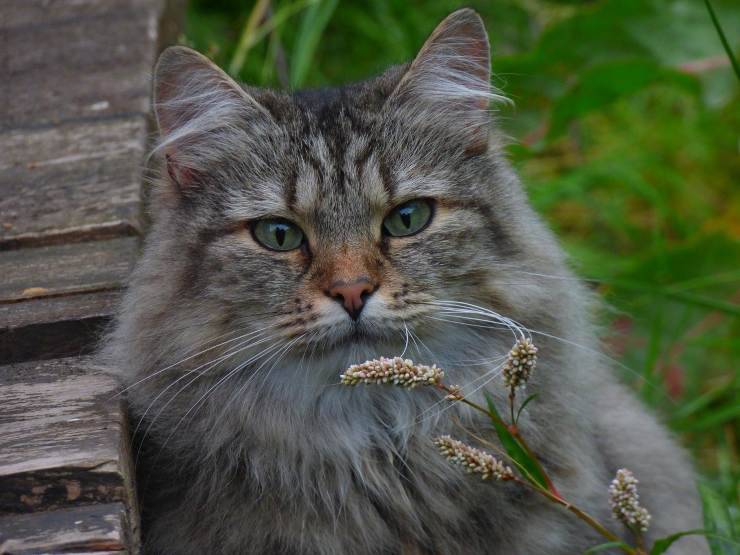 gatto norvegese delle foreste