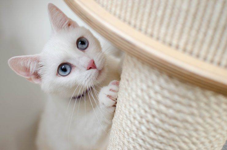 gatto malattie