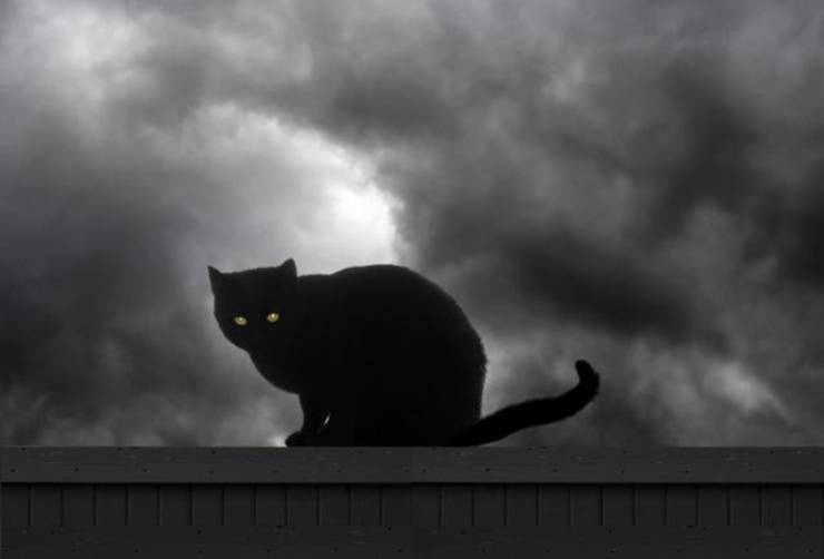 gatti mitologici gatto nero leggende