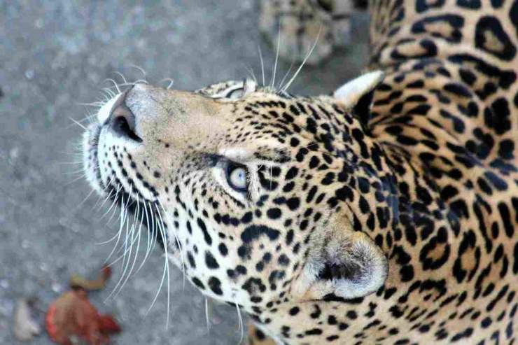 Giaguaro animali più pericolosi dell’amazzonia