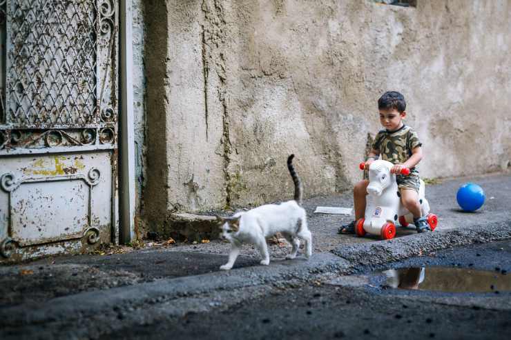 Micio in strada
