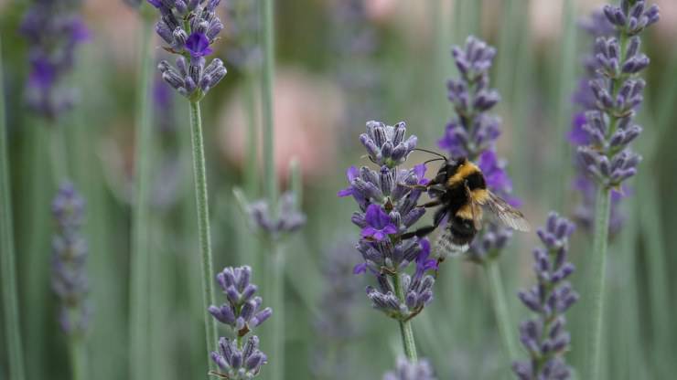 Insetto su lavanda