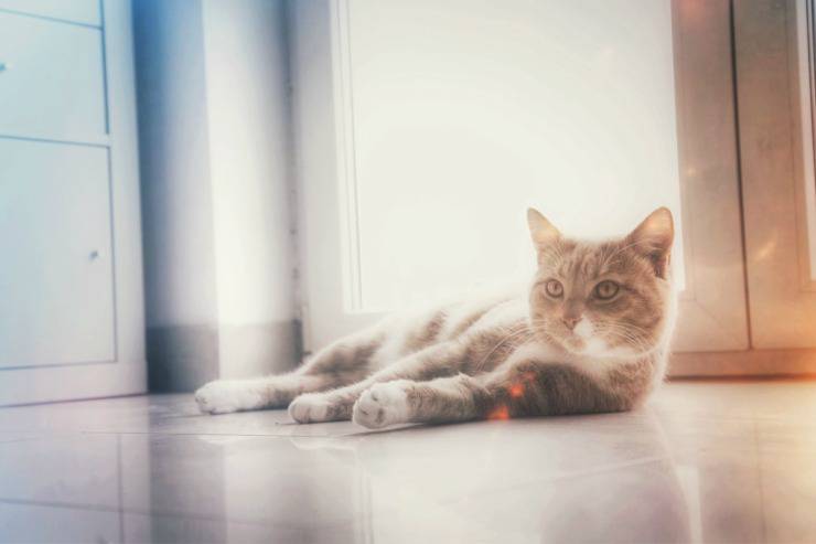 Gatta in calore