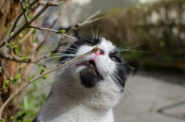 il gatto annusa e apre la bocca