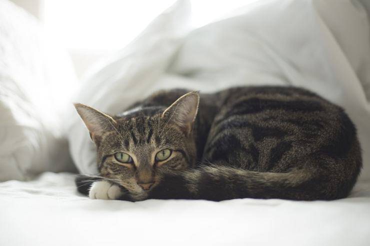 il tuo gatto è asociale
