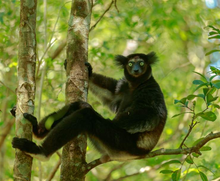 indri lemure madagascar