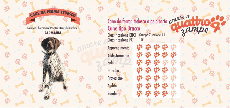 Cane da Ferma Tedesco pelo corto scheda razza