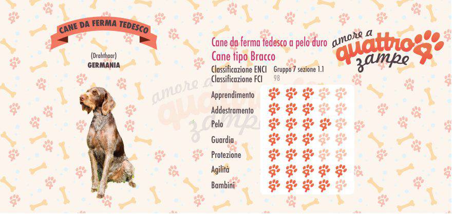 Cane da Ferma Tedesco a Pelo Duro scheda razza