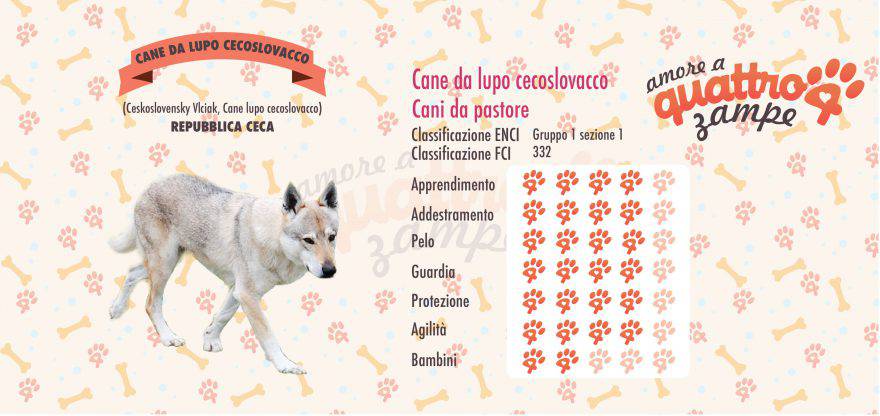 Cane da Lupo Cecoslovacco scheda razza