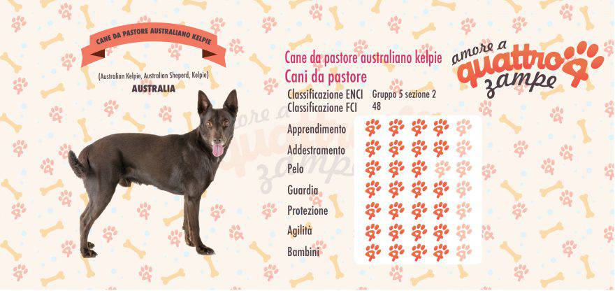 cane Cane da pastore australiano kelpie scheda razza