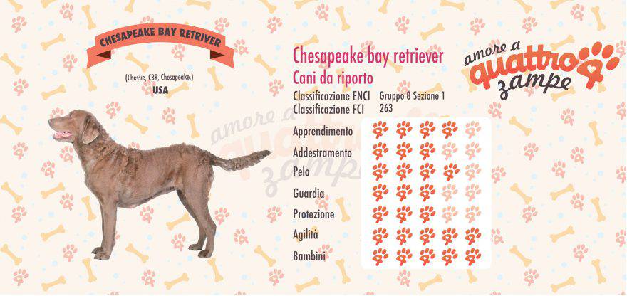 Chesapeake bay retriever scheda razza
