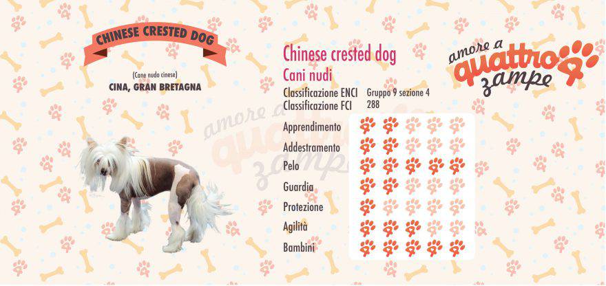 Chinese crested dog scheda razza