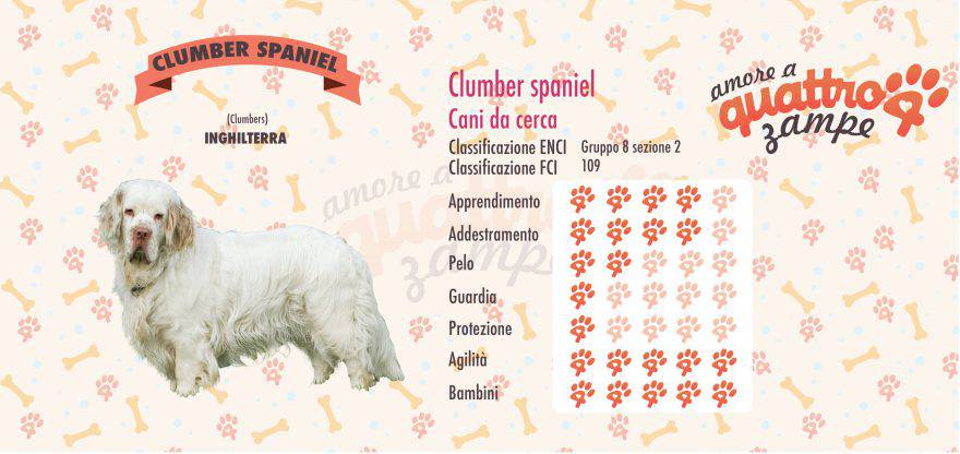 Clumber spaniel scheda razza
