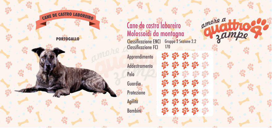 cane de castro laboreiro scheda razza