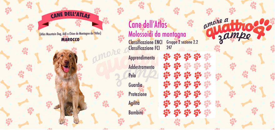 Cane dell'Atlas scheda razza