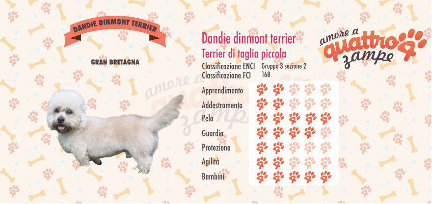 Dandie dinmont terrier scheda razza