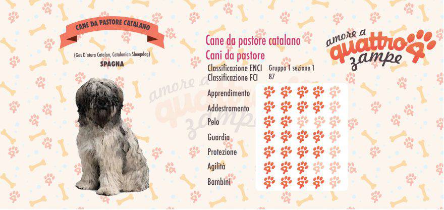 Cane da pastore catalano scheda razza