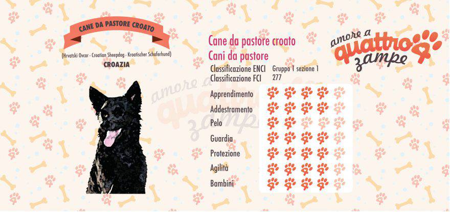 Cane da pastore croato scheda razza