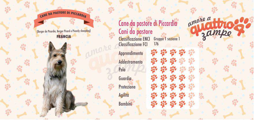 cane da pastore di piccardia scheda razza