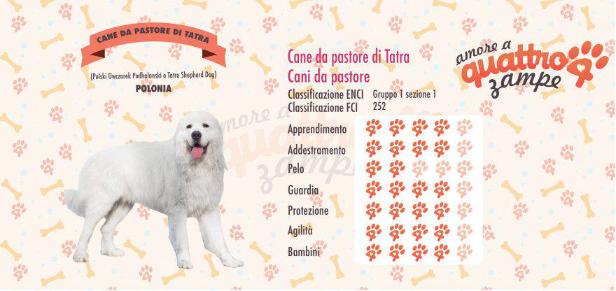 cane da pastore di tatra scheda razza