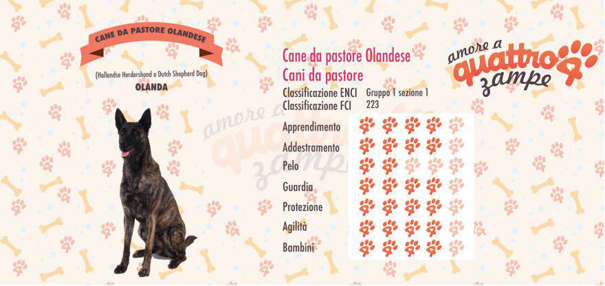 Cane da pastore olandese scheda razza
