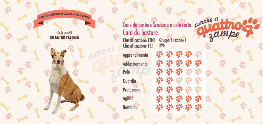 cane da pastore scozzese a pelo corto