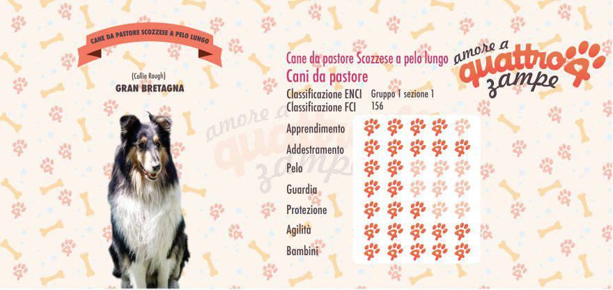 Cane da pastore scozzese a pelo lungo scheda razza