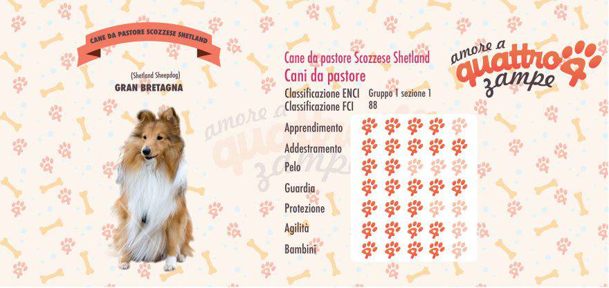 cane da pastore scozzese shetland scheda razza