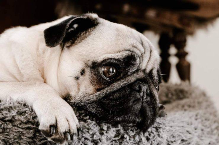 Prevenire l'ansia da separazione del cane