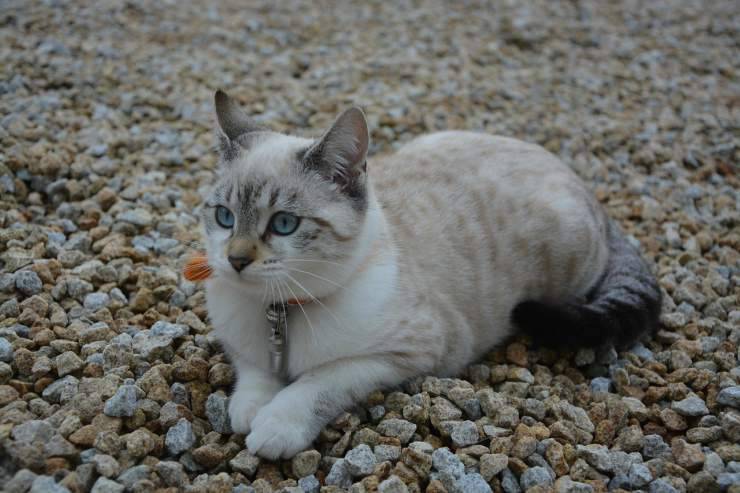 Gatto sui ciottoli