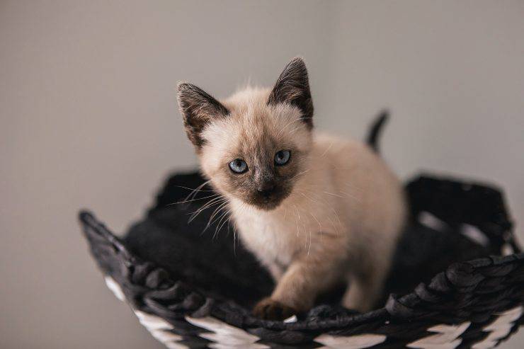 scegliere gatto