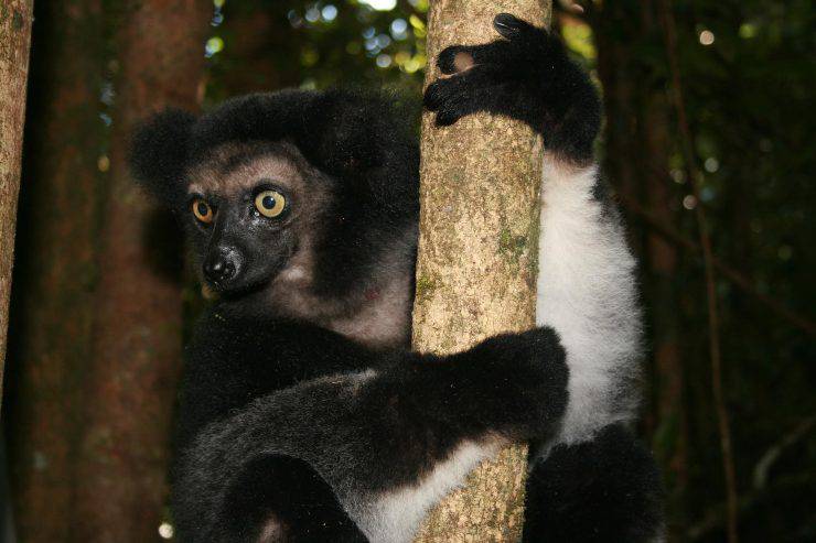 lemure indri
