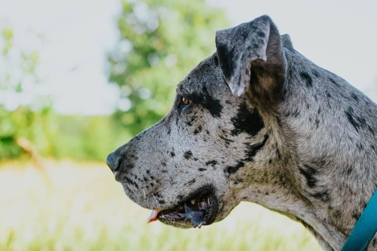 Razze canine più affettuose