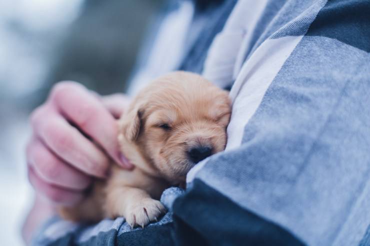 dove far dormire il cane