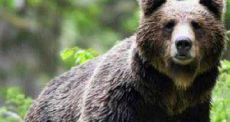 Orso M49 Ricorso