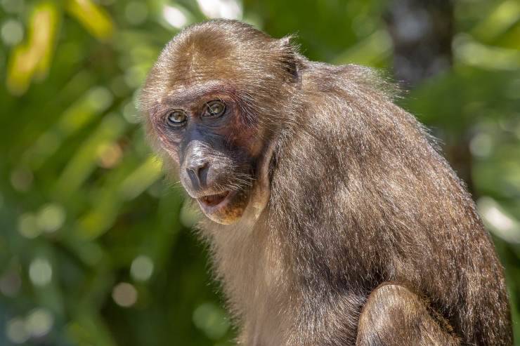 macaco