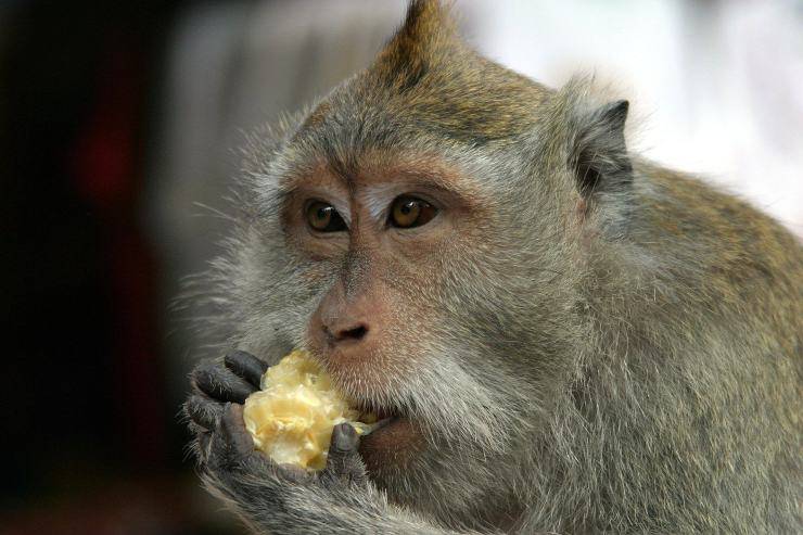 macaco