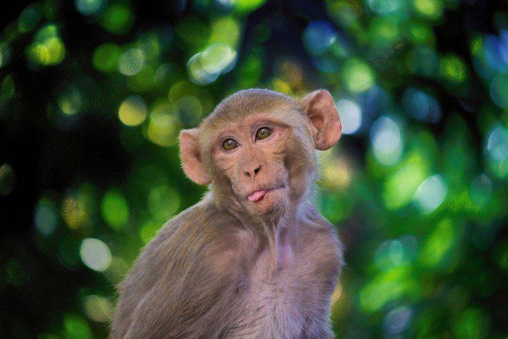 macaco