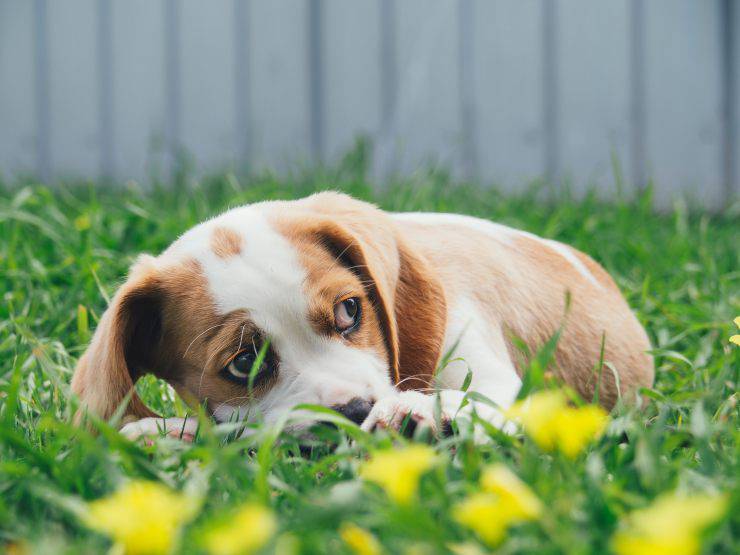 Razze canine più sensibili