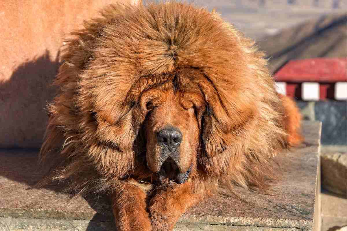 mastino tibet